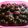 Cooksnap dari Novi Ardianti untuk resep Bubble pearl
