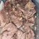 Cooksnap dari mutia untuk resep Daging Goreng Ketumbar