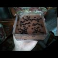 Cooksnap dari Hanna Sahelangi untuk resep Belgium choco desert box ala teh etu