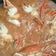 Cooksnap dari Kei_Kya Christia untuk resep Kepiting asam manis