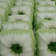 Cooksnap dari Tomi Setiawan untuk resep Kue putu ayu super lembut