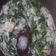Cooksnap dari NITA DWI Vijayanti untuk resep Sayur Bobor Kangkung