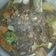 Cooksnap dari Lista Rini Prasetya untuk resep Sop Iga Sapi