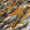 Cooksnap dari Nisa Sya untuk resep Asem asem ikan lundu (kelo kuning khas lamongan)
