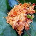 Cooksnap dari Efathaa untuk resep 124. Bumbu Urap Kelapa 🏜️