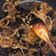 Cooksnap dari Lita Indah untuk resep Tumis Daging Sapi Jamur Tiram Enaaak banget