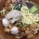Cooksnap dari Andjarwati Noordjanah untuk resep Bakmie Ayam Jamur ala Chinese Food Resto