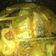 Cooksnap dari Nadira Wulandari untuk resep Pindang Patin ala Palembang & Sambal Nanas 😍👍