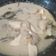 Cooksnap dari Lenggo Geni untuk resep Opor ayam putih laziz