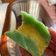 Cooksnap dari abianlatifa untuk resep Bolu Pisang Kukus Lapis