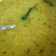 Vandna bosamiya's cooksnap of when they made મગની દાળ (Moong Dal Recipe In Gujarati).