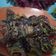 Cooksnap dari Ulfa Rizki untuk resep Kue Laba Laba