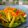 Cooksnap dari Anisa Pratiwi untuk resep Sayur Acar Kuning Seger
