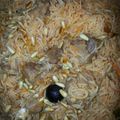 صورة من براءة هلال ، شاركها بعد تجربة وصفة كبسة لحم 😋