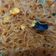 Cooksnap dari tri masyitoh untuk resep Bihun Goreng