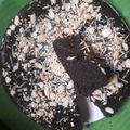 Cooksnap dari Ellis Sundari LiLis untuk resep Eggless Chocolate Cake No Mixer