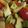 nelchonik's cooksnap of when they made The Health Salad - Avocado & Tri Color Cherry Tomato Salad.