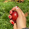 Cooksnap của Rose Truong khi họ làm theo món Ăn vặt tốt cho sức khoẻ: cà chua thân gỗ