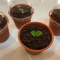柯嘉杏 的 抹茶巧克力盆栽奶酪 cooksnap