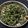 Vandana Shelar's cooksnap of when they made मेथी फ्राय भाजी (methi fry bhaji recipe in marathi).
