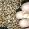 renu onar का कुकस्नैप जब उन्होंने मसालेदार मूंगफली (MASALEDAR MOONG PHALI RECIPE IN HINDI) बनाया था।