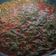 Mansi Doshi's cooksnap of when they made પાલક ભાજી નું શાક(Palak Bhaji Shak Recipe in Gujarati).