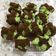 Cooksnap dari Candy untuk resep Bolu Kukus Mekar Coklat Pandan