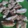 Cooksnap dari Erna Susanti untuk resep Ayam pok pok