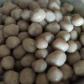 Cooksnap dari Risma Avida Issantari untuk resep 116. Cilok ikan
