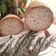 Zsuzsanna Zwolenszky Cooksnap-ja, amikor elkészítette a(z) Gluténmentes zsemle bread mix lisztből receptet.