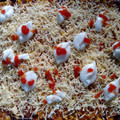 Cooksnap dari Ik4 untuk resep PIZZA TANPA ULEN (empuk, kilat, bisa pake teflon)👍