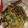 Cooksnap dari Ny Edy untuk resep Belut cabe ijo