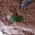 Bharti soni का कुकस्नैप जब उन्होंने कसार प्रसाद (kasar prasad recipe in Hindi) बनाया था।