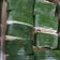 Cooksnap dari Laurensia Dewi untuk resep Lemper ayam gurih manis