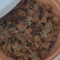 Cooksnap dari Meutia Asri Wahyuni untuk resep Tahu Kecambah Kuah Kecap - Vegan