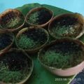 Cooksnap dari Fajar Putrasuhadi untuk resep Terang bulan a.k.a martabak manis mini (menggunakan ragi) (bisa menggunakan teflon)