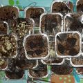 Cooksnap dari Mama_Inspiratif untuk resep Brownies Cup