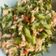 Cooksnap dari Femmy untuk resep Tumis Kecipir Tempe Pedas
