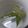 El cooksnap de Isa cuando hizo Té de laurel.