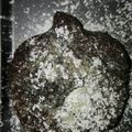 JeizRobles's cooksnap of when they made Irresistible Chocolate Lava Cake.