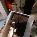 Cooksnap dari Imel untuk resep BROMO (Brownies tepung mocaf)