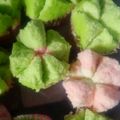 Cooksnap dari elvia untuk resep Bolu kukus mekar nan lembuuuttt😍