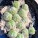 Cooksnap dari Cindy Chen untuk resep Kelepon takaran sendok