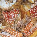 Cooksnap dari Muffadillah untuk resep Kepiting/rajungan/katam asam manis pedas (saos padang)