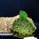 کوک اسنپ الاء بعد از امتحان کردن کاپ کیک اسفناج (Spinach cupcakes)💚.