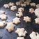 El cooksnap de Daniela Grande cuando hizo Galletitas con Chips de Chocolate🍪🍪.