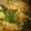 Cooksnap dari Mora untuk resep Indomie Kangkung