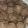 Cooksnap dari Wendi Fresha untuk resep Bakso solo