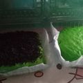 Cooksnap dari Toni Almusnid untuk resep Bolu Pandan Kukus || Empuk Lembut