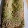 Cooksnap dari Hasna Nur Fadilah untuk resep Matcha/Green Tea Brownies